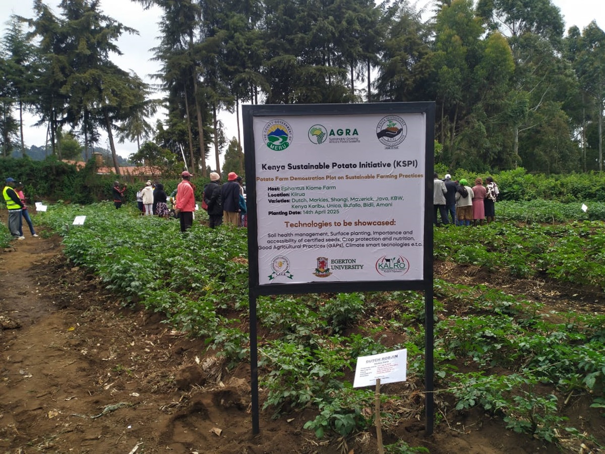 Egerton University Showcases Climate-Smart Agriculture  and Mechanized Potato Farming in Kiirua, Meru County 