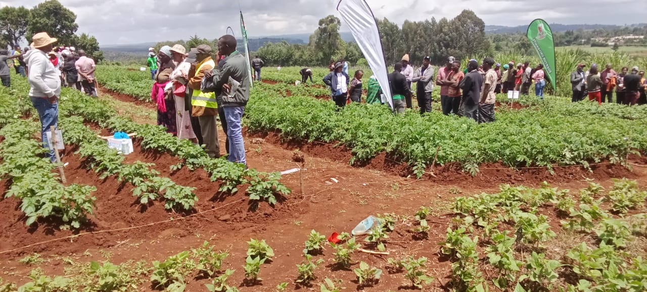 Prof   Anthony Kibe leading a team from Egerton University with National potato Council of Kenya during a Farmers field Day at Laikipa West