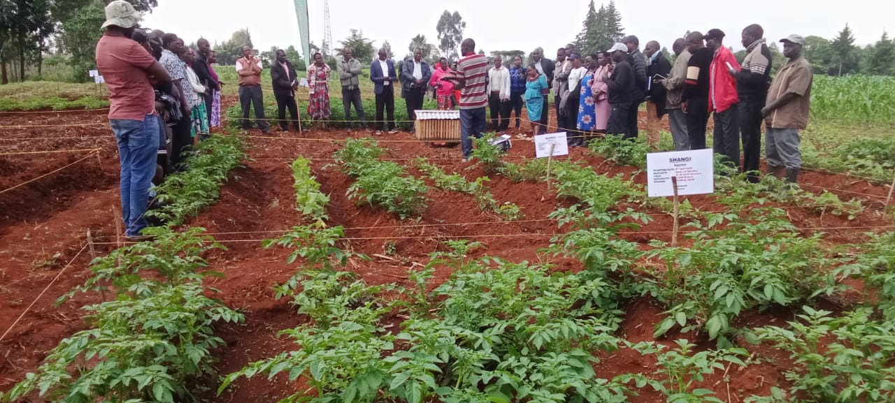 Prof   Anthony Kibe leading a team from Egerton University with National potato Council of Kenya during a Farmers field Day at Laikipa West
