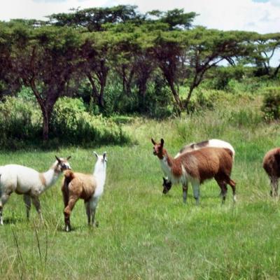 61256 1522802703709 2495067 N